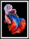 Fish 5d Diy Diamond Painting Kits UK Handwork Hobby DS66482656