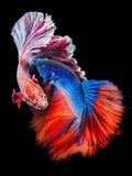 Fish 5d Diy Diamond Painting Kits UK Handwork Hobby DS66482656