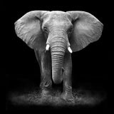 Elephant 5d Diy Diamond Painting Kits UK Handwork Hobby SS129316361