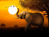 Elephant 5d Diy Diamond Painting Kits UK Handwork Hobby DS150273961