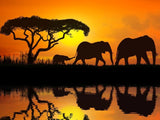 Elephant 5d Diy Diamond Painting Kits UK Handwork Hobby DS202013545