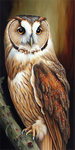 Owl 5d Diy Diamond Painting Kits UK Handwork Hobby MJ9748