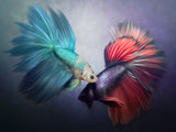 Fish 5d Diy Diamond Painting Kits UK Handwork Hobby PX3735501
