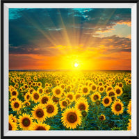 Sunflower 5d Diy Diamond Painting Kits UK Handwork Hobby DS101549985