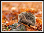 Hedgehog 5d Diy Diamond Painting Kits UK Handwork Hobby DS27550138