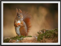 Squirrel 5d Diy Diamond Painting Kits UK Handwork Hobby DS30160863