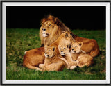 Lion 5d Diy Diamond Painting Kits UK Handwork Hobby DS32837878