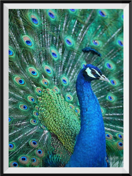 Peacock 5d Diy Diamond Painting Kits UK Handwork Hobby DS4717716