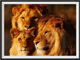 Lion 5d Diy Diamond Painting Kits UK Handwork Hobby DS50869952