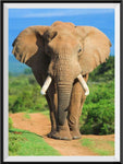 Elephant 5d Diy Diamond Painting Kits UK Handwork Hobby DS967391