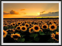 Sunflower 5d Diy Diamond Painting Kits UK Handwork Hobby NA0060