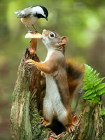 Squirrel 5d Diy Diamond Painting Kits UK Handwork Hobby VM90022