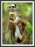 Squirrel 5d Diy Diamond Painting Kits UK Handwork Hobby VM90022