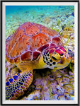 Turtle 5d Diy Diamond Painting Kits UK Handwork Hobby NA0894