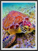 Turtle 5d Diy Diamond Painting Kits UK Handwork Hobby NA0894
