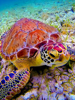 Turtle 5d Diy Diamond Painting Kits UK Handwork Hobby NA0894