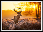Deer 5d Diy Diamond Painting Kits UK Handwork Hobby SS120562819
