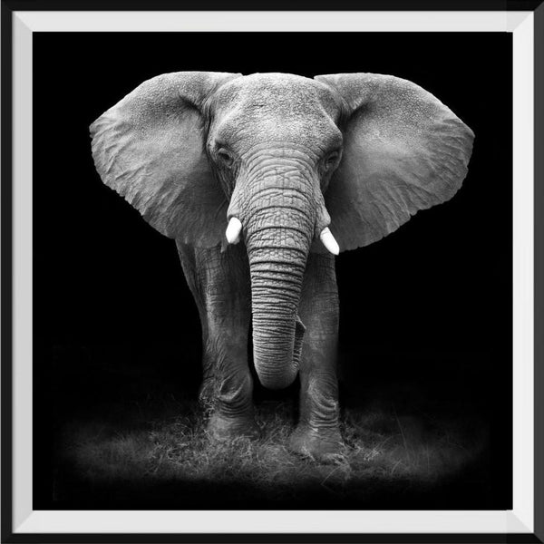 Elephant 5d Diy Diamond Painting Kits UK Handwork Hobby SS129316361