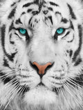 Tiger 5d Diy Diamond Painting Kits UK Handwork Hobby SS1742088326