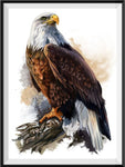 Eagle 5d Diy Diamond Painting Kits UK Handwork Hobby SS638057401