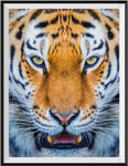 Tiger 5d Diy Diamond Painting Kits UK Handwork Hobby SS639256837