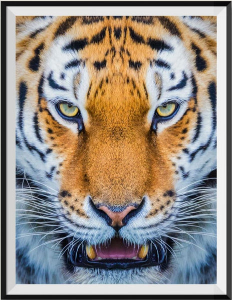 Tiger 5d Diy Diamond Painting Kits UK Handwork Hobby SS639256837