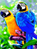 Parrot 5d Diy Diamond Painting Kits UK Handwork Hobby NA0099