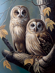 Owl 5d Diy Diamond Painting Kits UK Handwork Hobby MJ9790