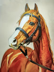 Horse 5d Diy Diamond Painting Kits UK Handwork Hobby SS1523524739